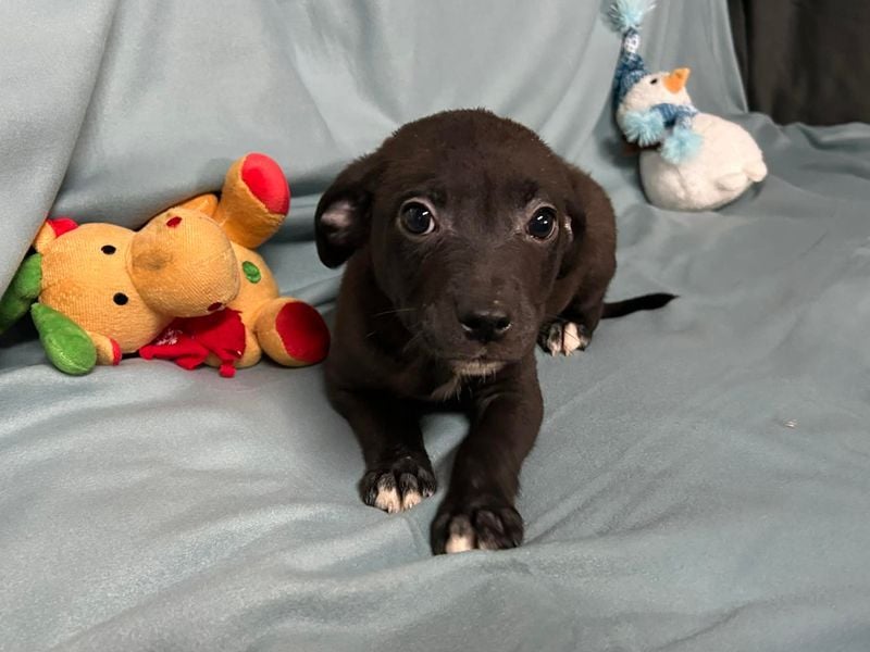 Welpe MIDNIGHT - wer schenkt dem kleinen Mann ein tolles Zuhause?