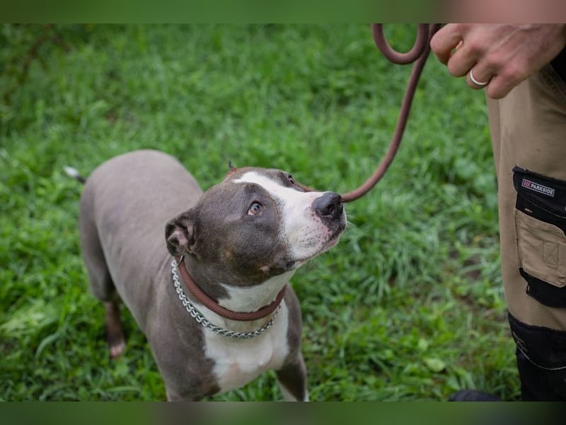 SMOKEY  - wer schenkt mir sein Herz und ein Zuhause?