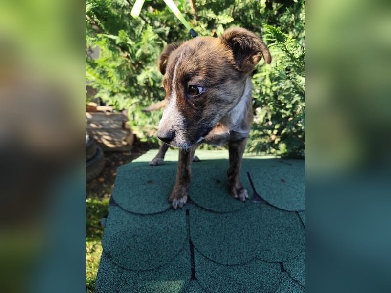 Welpe SISKO - ich suche ein Zuhause bei hundeerfahrenen Menschen!