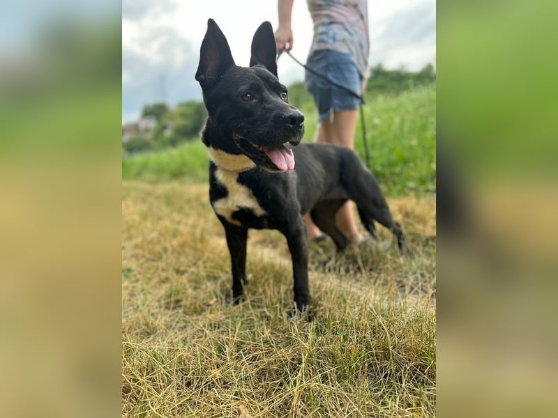 LAGHERTA - die hübsche Hündin ist verspielt + freundlich und sucht eine hundeerfahrene Familie