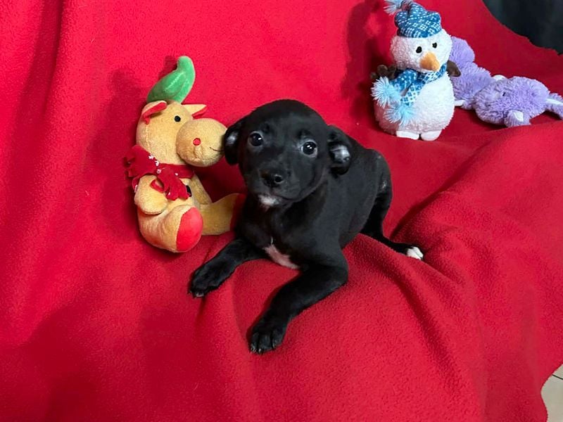 Welpe TRUDI - wer schenkt der kleinen Maus ein tolles Für-Immer Zuhause?