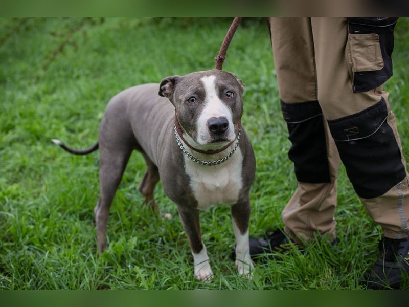 SMOKEY  - wer schenkt mir sein Herz und ein Zuhause?