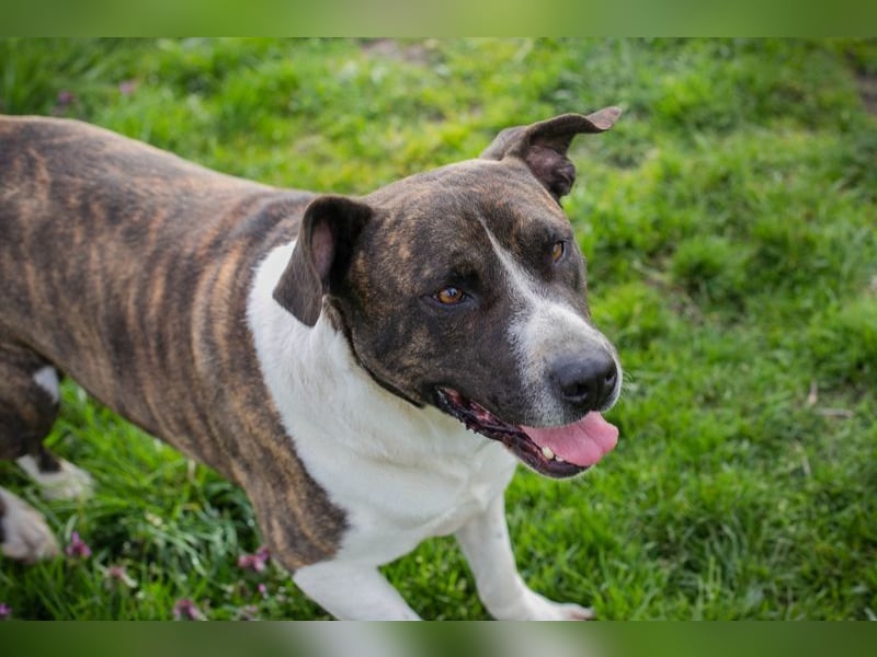 JERRY - der freundliche Rüde sucht aktive, sportliche Menschen und braucht ordentlich Beschäftigung