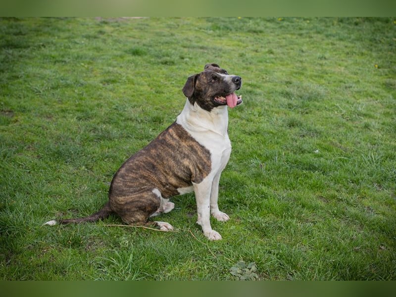 JERRY - der freundliche Rüde sucht aktive, sportliche Menschen und braucht ordentlich Beschäftigung