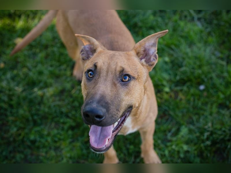 DJEGO - der aktive und verspielte junge Rüde freut sich auf eine eigene Familie