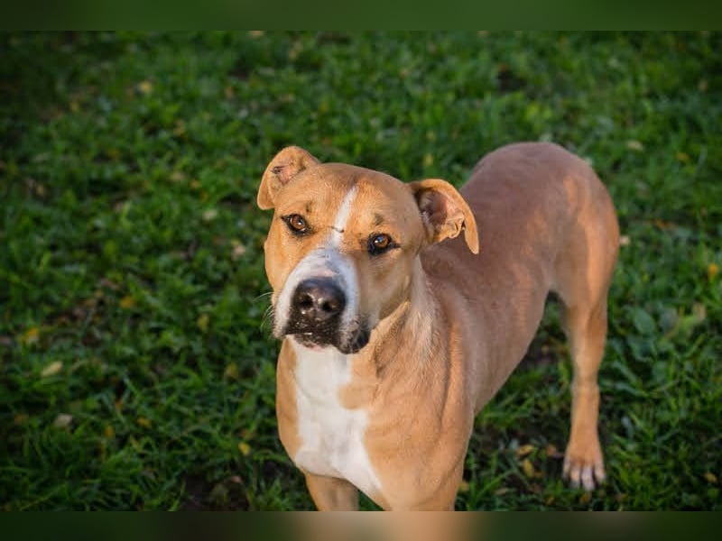 RATZ - der fröhliche, brave und freundliche Rüde ist der perfekte Familienhund