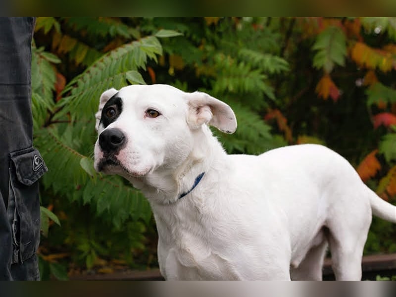 FLOYD - auch "Listenhunde" möchten ein Zuhause haben - hol mich bitte ab