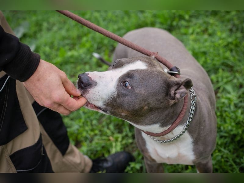 SMOKEY  - wer schenkt mir sein Herz und ein Zuhause?