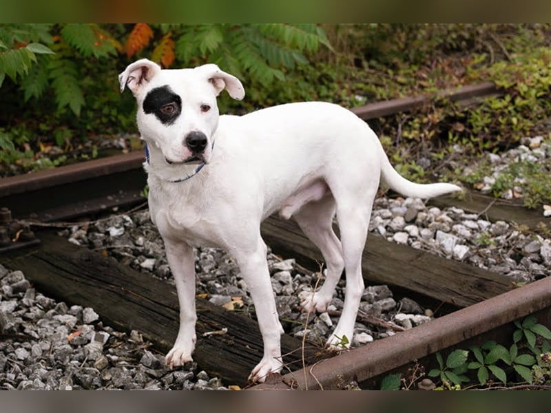 FLOYD - auch "Listenhunde" möchten ein Zuhause haben - hol mich bitte ab