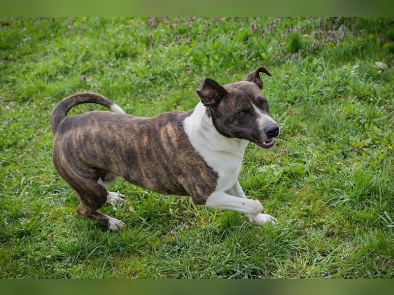 JERRY - der freundliche Rüde sucht aktive, sportliche Menschen und braucht ordentlich Beschäftigung