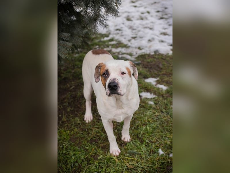 GUSTAV - der liebe Rüde sucht ein ruhigeres Zuhause bei einfühlsamen Menschen