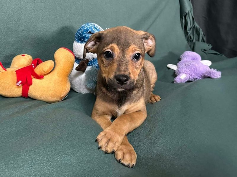 Welpe ERFAN - wer schenkt dem kleinen Racker ein tolles Zuhause?