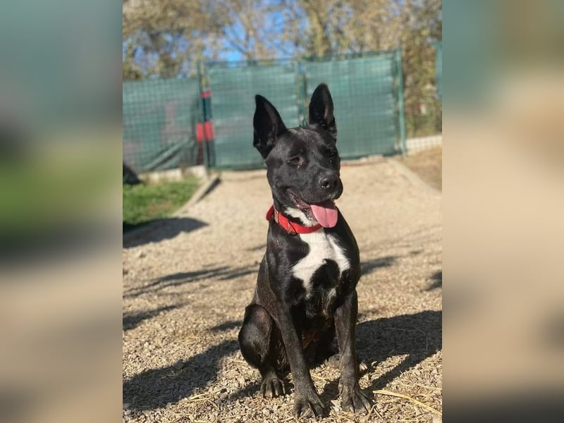 LAGHERTA - die hübsche Hündin ist verspielt + freundlich und sucht eine hundeerfahrene Familie