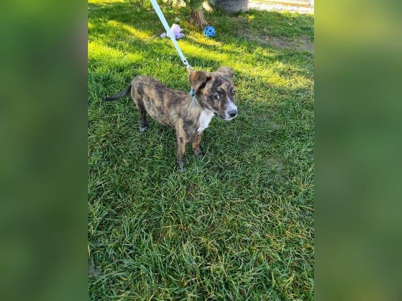 Welpe TOVO - der offene, lustige und verspielte kleine Mann sucht ein tolles Zuhause