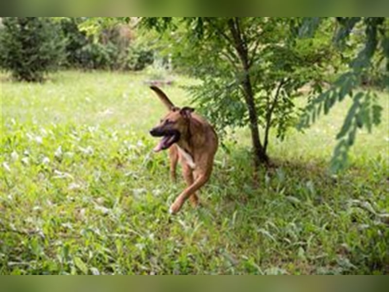 DRAGO - der freundliche, fröhliche und aktive Rüde verträgt sich super mit anderen Hunden