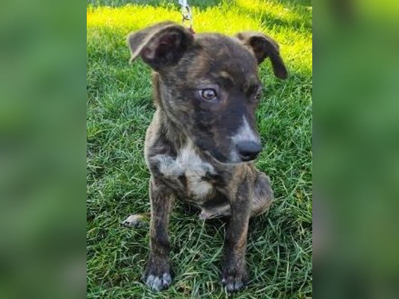 Welpe PIRIO - das neugierige Hundekind sucht ein hundeerfahrenes Zuhause