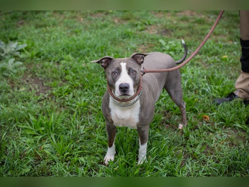 SMOKEY  - wer schenkt mir sein Herz und ein Zuhause?