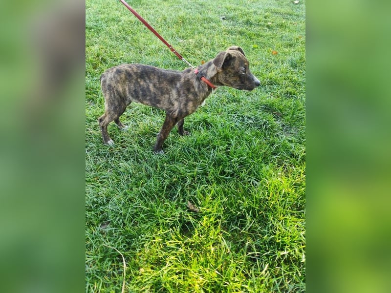 Welpe PIRIO - das neugierige Hundekind sucht ein hundeerfahrenes Zuhause