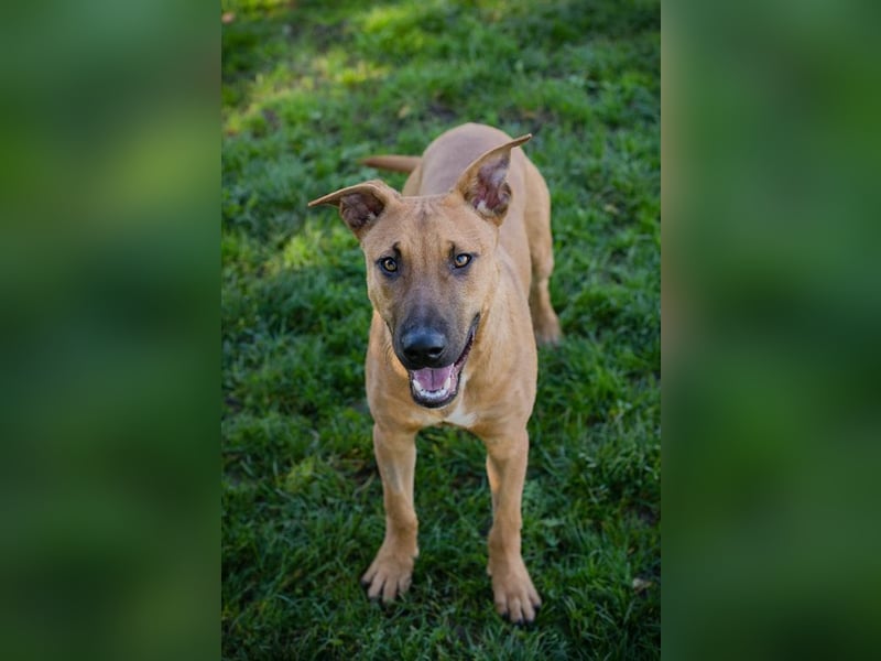 DJEGO - der aktive und verspielte junge Rüde freut sich auf eine eigene Familie