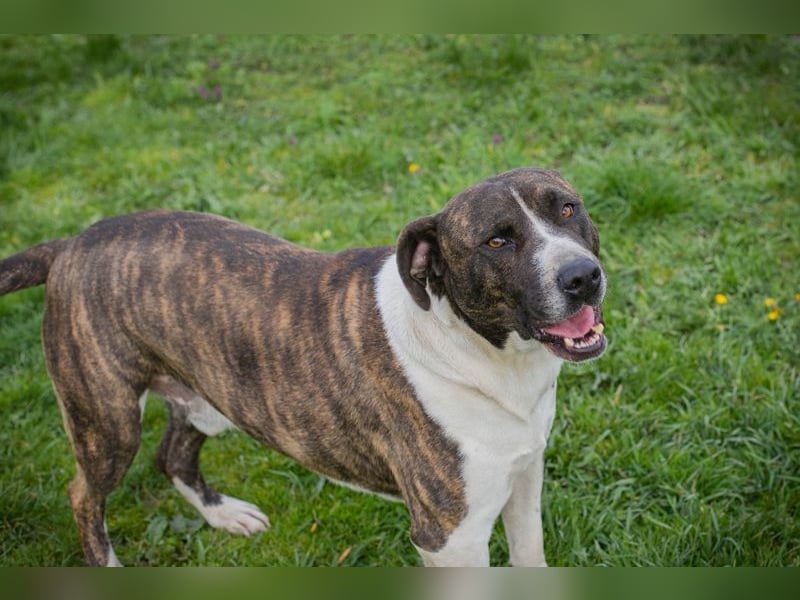 JERRY - der freundliche Rüde sucht aktive, sportliche Menschen und braucht ordentlich Beschäftigung