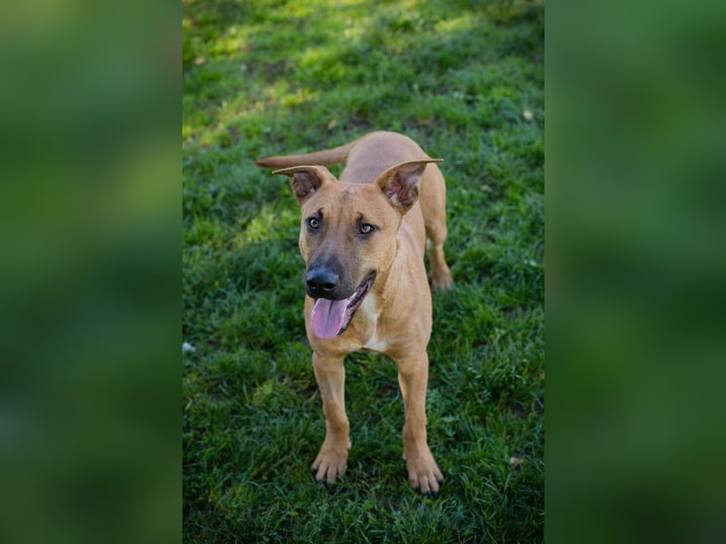 DJEGO - der aktive und verspielte junge Rüde freut sich auf eine eigene Familie