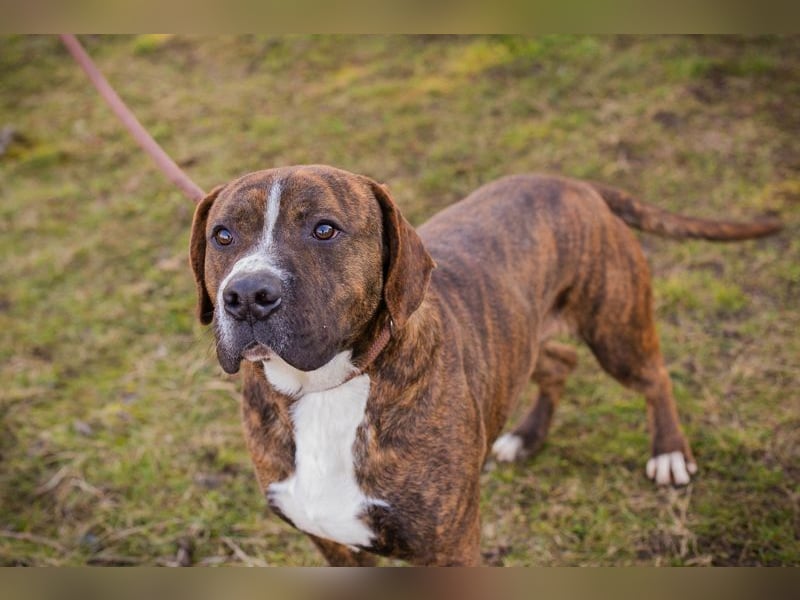 LIMERICK - wer schenkt mir ein Zuhause?