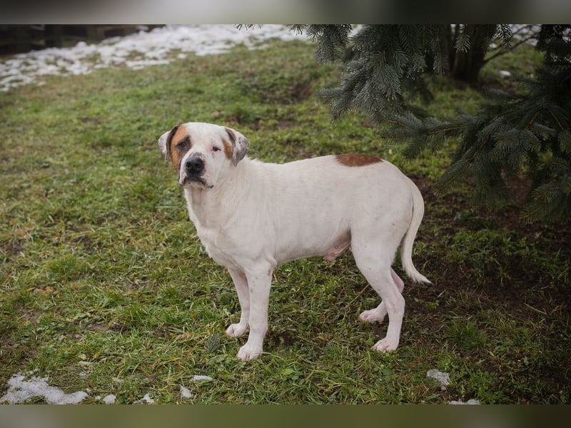GUSTAV - der liebe Rüde sucht ein ruhigeres Zuhause bei einfühlsamen Menschen