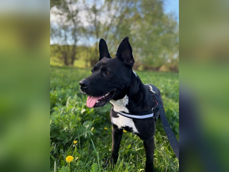 LAGHERTA - die hübsche Hündin ist verspielt + freundlich und sucht eine hundeerfahrene Familie