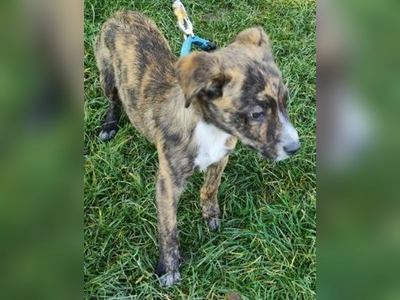 Welpe TOVO - der offene, lustige und verspielte kleine Mann sucht ein tolles Zuhause