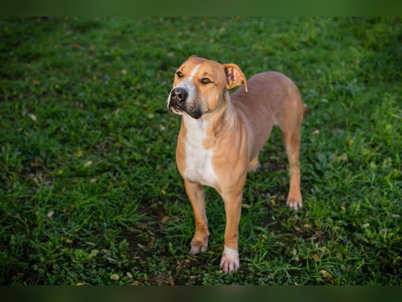 RATZ - der fröhliche, brave und freundliche Rüde ist der perfekte Familienhund