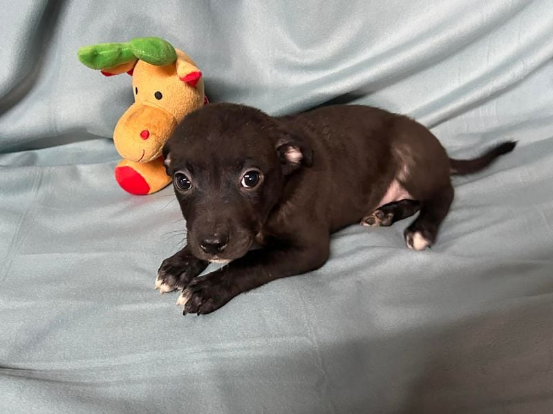 Welpe MIDNIGHT - wer schenkt dem kleinen Mann ein tolles Zuhause?