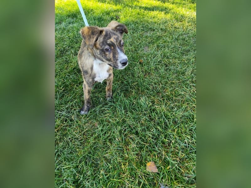 Welpe TOVO - der offene, lustige und verspielte kleine Mann sucht ein tolles Zuhause