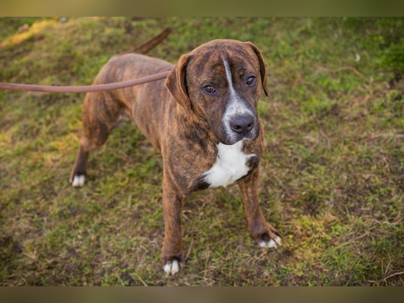 LIMERICK - wer schenkt mir ein Zuhause?