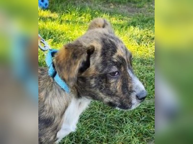 Welpe TOVO - der offene, lustige und verspielte kleine Mann sucht ein tolles Zuhause