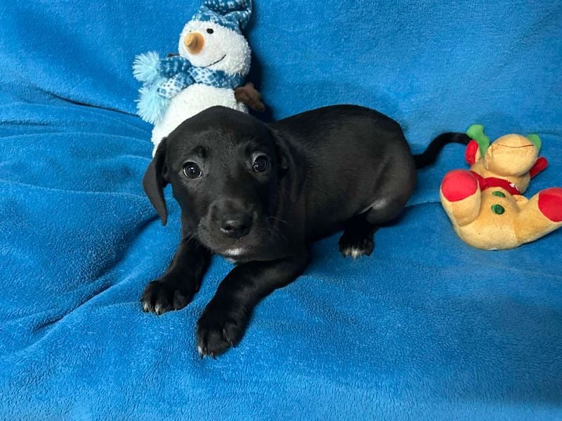 Welpe FRANZL - wenn ich groß bin möchte ich ein richtiger Familienhund sein!