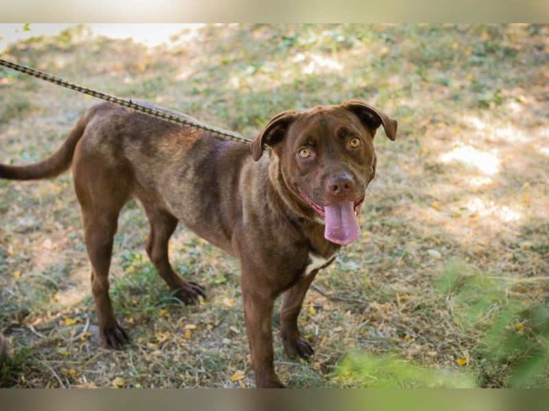 FLICKA - wer hat Hundeerfahrung und schenkt der hübschen Maus ein Für-Immer Zuhause?