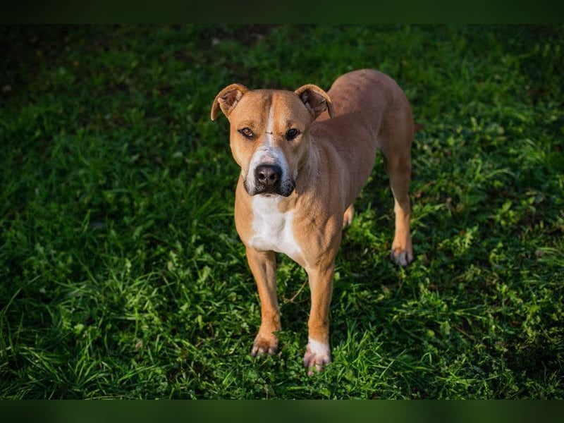 RATZ - der fröhliche, brave und freundliche Rüde ist der perfekte Familienhund