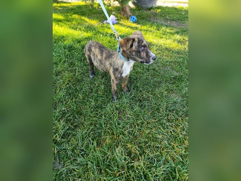 Welpe TOVO - der offene, lustige und verspielte kleine Mann sucht ein tolles Zuhause