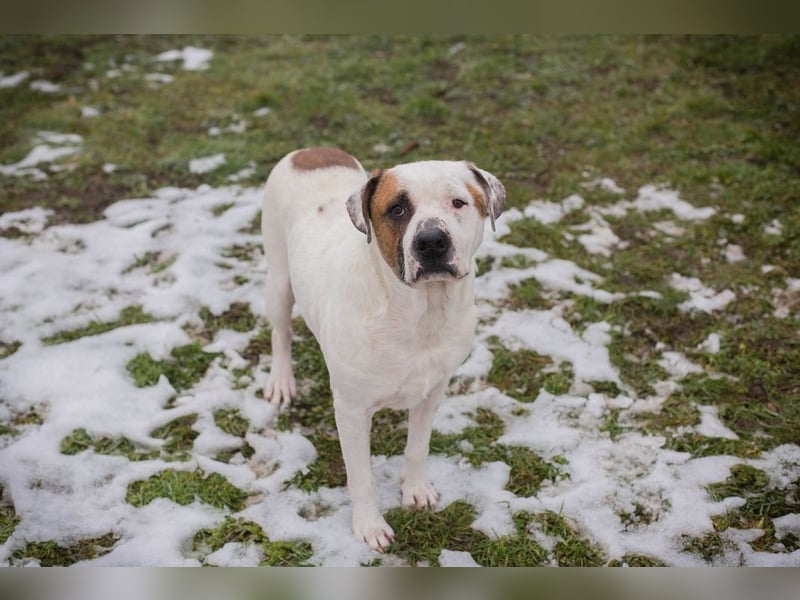 GUSTAV - der liebe Rüde sucht ein ruhigeres Zuhause bei einfühlsamen Menschen