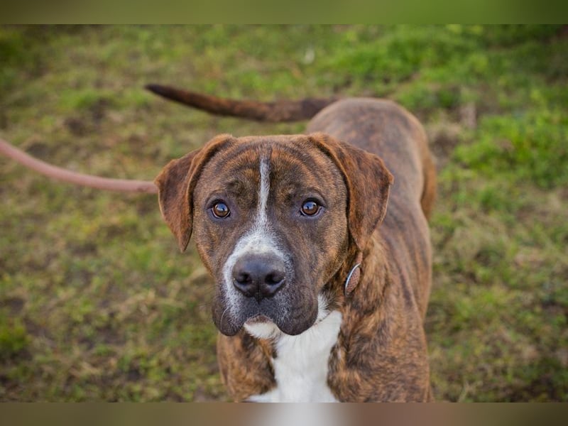 LIMERICK - wer schenkt mir ein Zuhause?