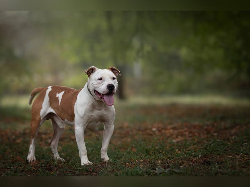 JIGGLE - der kräftige junge Herr sucht ein hundeerfahrenes Zuhause