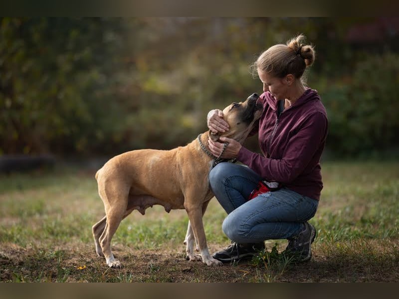 FRONI - die hübsche Maus sucht ein hundeerfahrenes, liebevolles Zuhause!