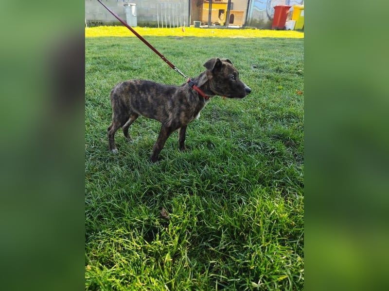 Welpe PIRIO - das neugierige Hundekind sucht ein hundeerfahrenes Zuhause