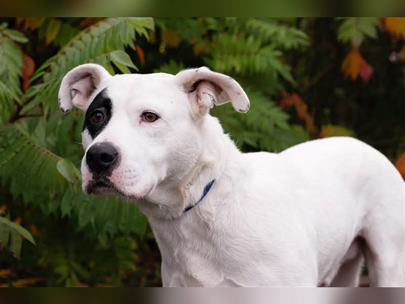 FLOYD - auch "Listenhunde" möchten ein Zuhause haben - hol mich bitte ab