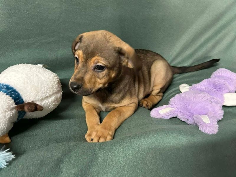 Welpe ERFAN - wer schenkt dem kleinen Racker ein tolles Zuhause?