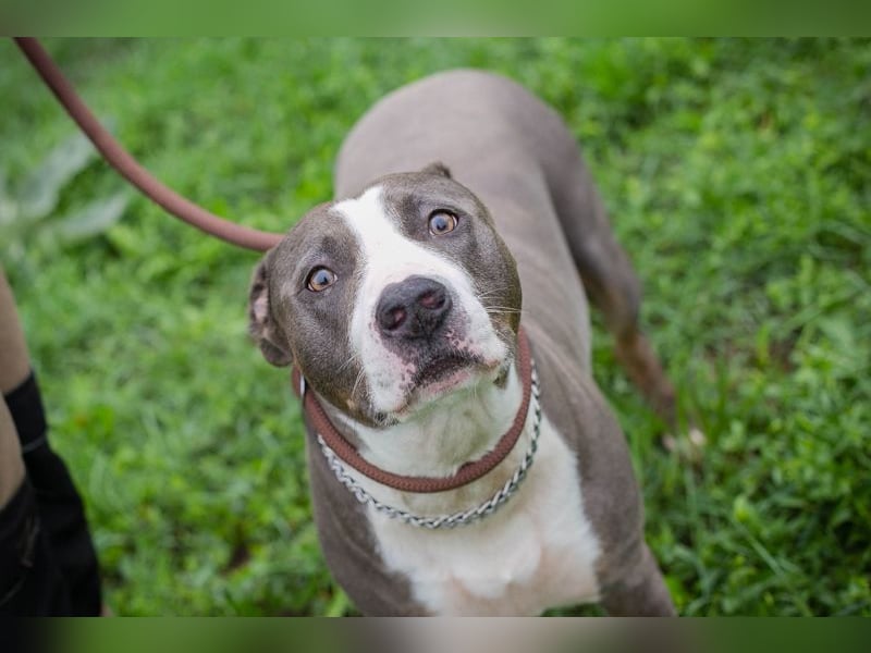 SMOKEY  - wer schenkt mir sein Herz und ein Zuhause?