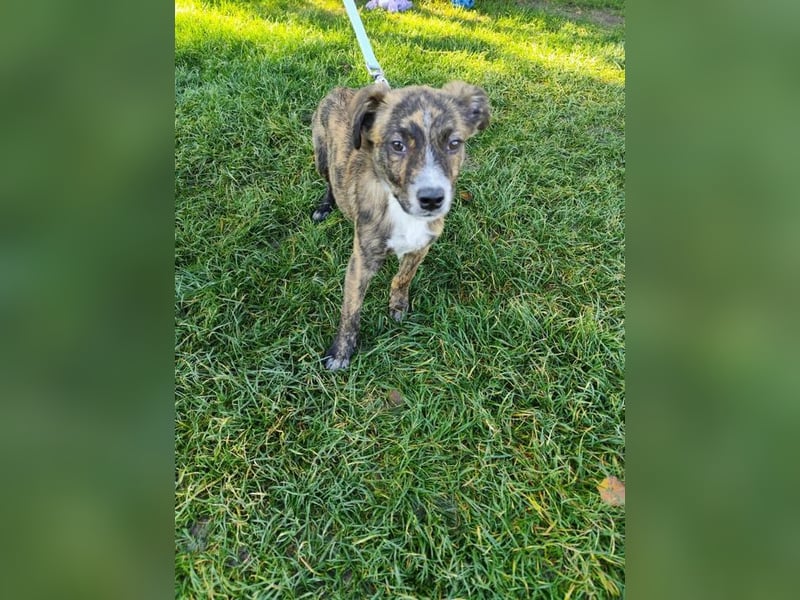 Welpe TOVO - der offene, lustige und verspielte kleine Mann sucht ein tolles Zuhause