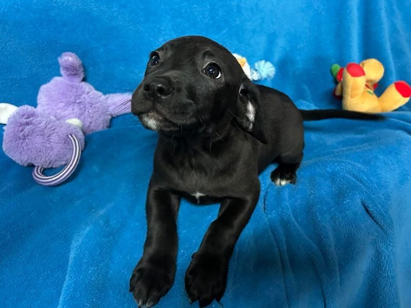 Welpe FRANZL - wenn ich groß bin möchte ich ein richtiger Familienhund sein!