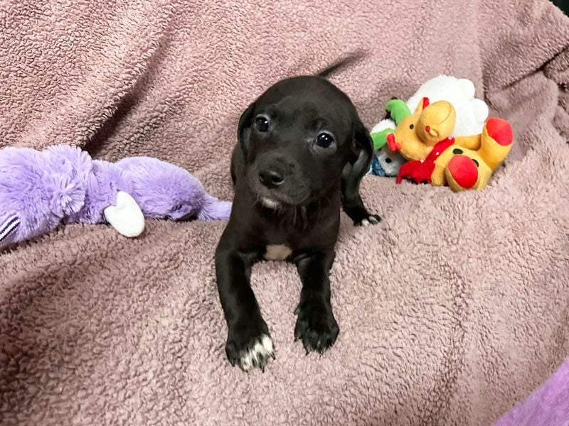 Welpe BETTI - spielen, knuddeln, lernen - schenkst du mir dein Herz und ein Zuhause?