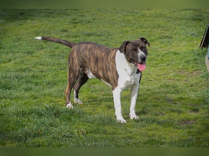 JERRY - der freundliche Rüde sucht aktive, sportliche Menschen und braucht ordentlich Beschäftigung